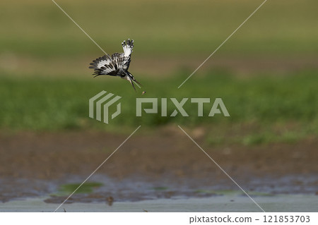Pied Kingfisher hunting 121853703