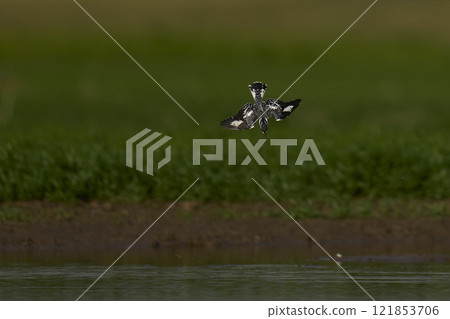 Pied Kingfisher hunting Pied Kingfisher hunting 121853706