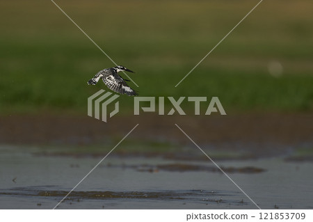 Pied Kingfisher hunting Pied Kingfisher hunting 121853709