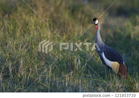 Grey Crowned Crane 121853710