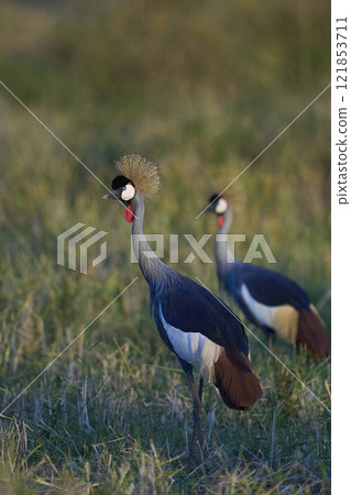 Grey Crowned Crane Grey Crowned Crane 121853711