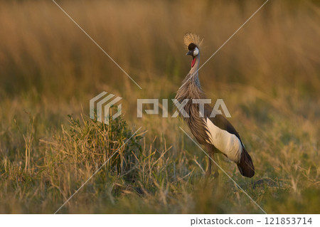 Grey Crowned Crane Grey Crowned Crane 121853714