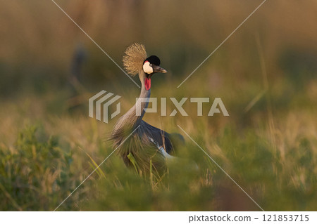 Grey Crowned Crane 121853715