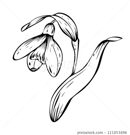Snowdrop vector illustration. Spring flowers in bloom. Black ink hand-drawn linear design of delicate white blossoms with leaves. Botanical set in contour style on isolated background. Snowdrop vector illustration. Spring flowers in bloom. Black ink hand-drawn linear design of delicate white blossoms with leaves. Botanical set in contour style on isolated background. 121853896