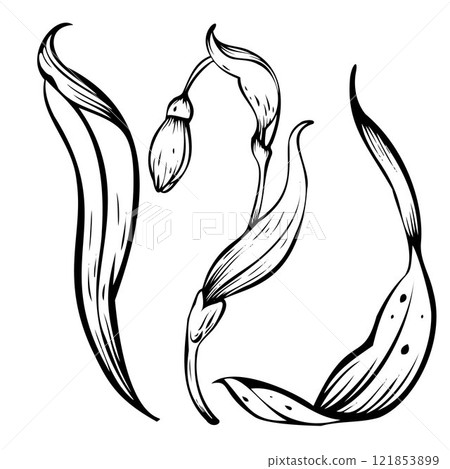 Snowdrop vector illustration. Spring flowers in bloom. Black ink hand-drawn linear design of delicate white blossoms with leaves. Botanical set in contour style on isolated background. Snowdrop vector illustration. Spring flowers in bloom. Black ink hand-drawn linear design of delicate white blossoms with leaves. Botanical set in contour style on isolated background. 121853899