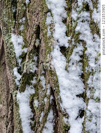 The bark of an acacia tree is covered with snow in winter 121853905