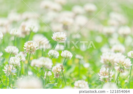白三葉草的花園 白三葉草的花園 121854064