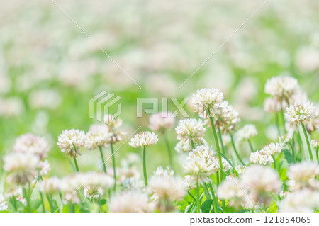 Flower garden of white clover 121854065