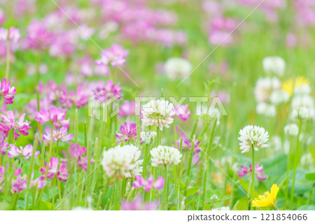 A fairytale flower garden of white clover and milk vetch A fairytale flower garden of white clover and milk vetch 121854066