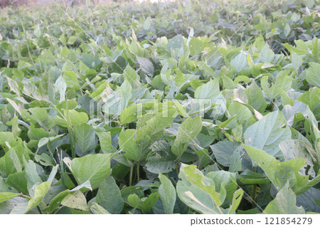 Vigna mungo plant on farm for harvest 121854279