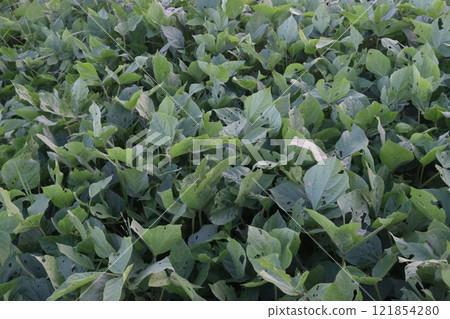 Vigna mungo plant on farm for harvest Vigna mungo plant on farm for harvest 121854280
