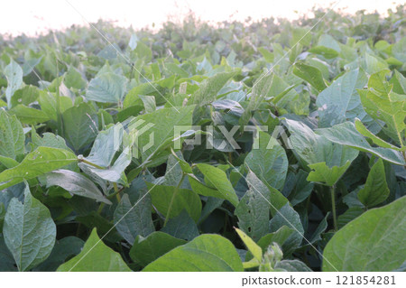 Vigna mungo plant on farm for harvest 121854281