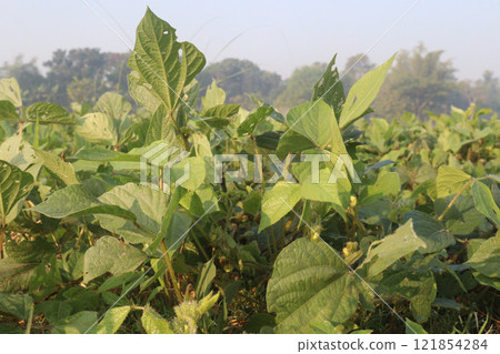 Vigna mungo plant on farm for harvest Vigna mungo plant on farm for harvest 121854284