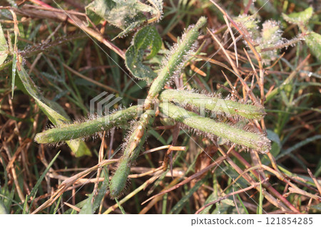 Vigna mungo plant on farm for harvest Vigna mungo plant on farm for harvest 121854285