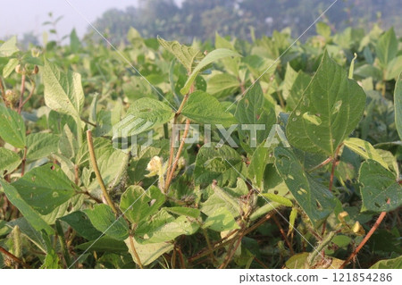 Vigna mungo plant on farm for harvest 121854286