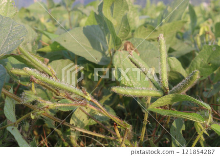 Vigna mungo plant on farm for harvest 121854287