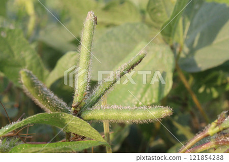 Vigna mungo plant on farm for harvest Vigna mungo plant on farm for harvest 121854288