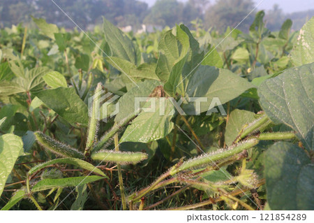 Vigna mungo plant on farm for harvest Vigna mungo plant on farm for harvest 121854289