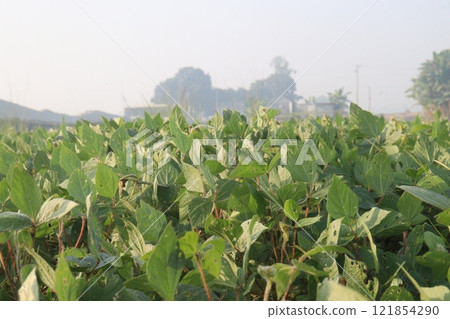 Vigna mungo plant on farm for harvest 121854290