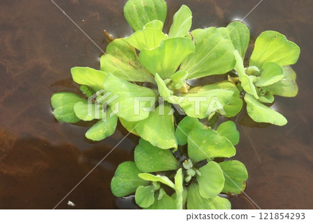 Water lettuce plant on water Water lettuce plant on water 121854293