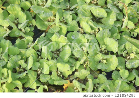 Water lettuce plant on water 121854295