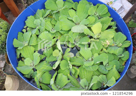 Water lettuce plant on water 121854296