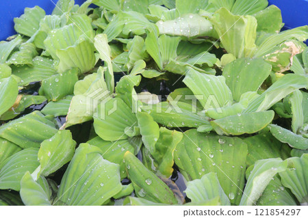 Water lettuce plant on water Water lettuce plant on water 121854297