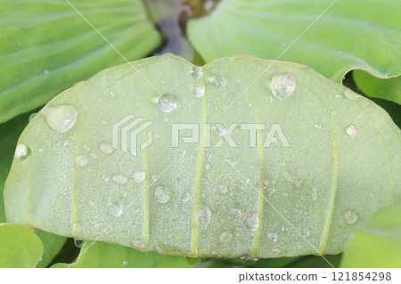 Water lettuce plant on water Water lettuce plant on water 121854298