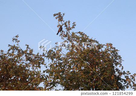 Ziziphus mauritiana fruit on tree in farm 121854299