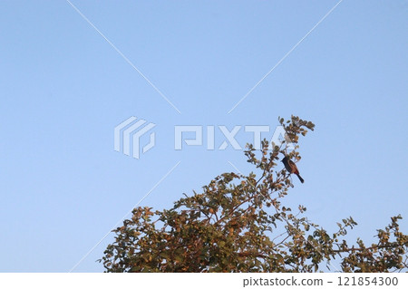 Ziziphus mauritiana fruit on tree in farm 121854300