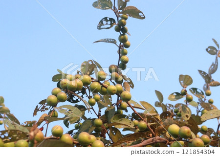 Ziziphus mauritiana fruit on tree in farm 121854304