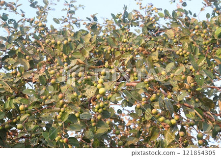 Ziziphus mauritiana fruit on tree in farm 121854305