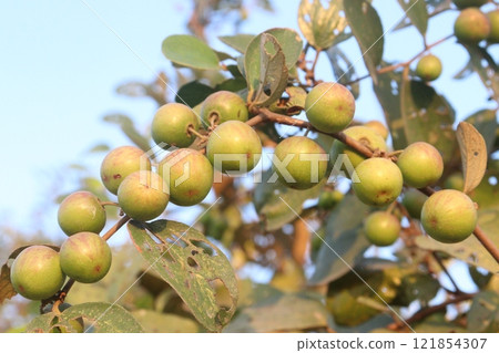 Ziziphus mauritiana fruit on tree in farm 121854307