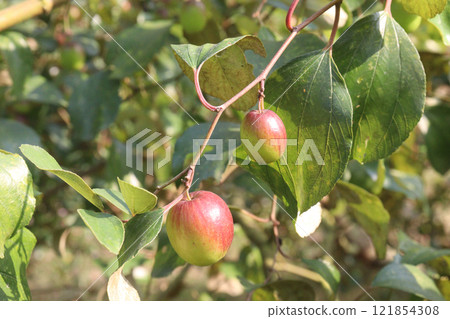 Ziziphus mauritiana fruit on tree in farm Ziziphus mauritiana fruit on tree in farm 121854308