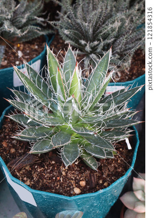 Agave filifera leaf plant on farm Agave filifera leaf plant on farm 121854316