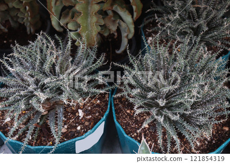 Aloe haworthioides leaf cactus plant Aloe haworthioides leaf cactus plant 121854319