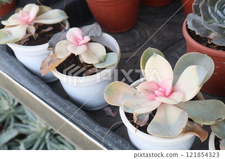 Echeveria laui leaf plant on farm 121854323