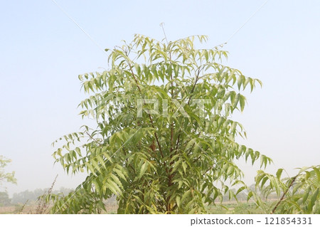 Azadirachta Indica tree on garden Azadirachta Indica tree on garden 121854331