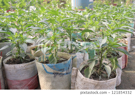 Malagueta Chili Pepper on tree in farm Malagueta Chili Pepper on tree in farm 121854332