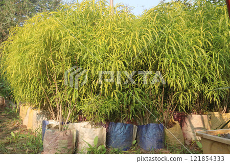 Akalipa yellow tree plant on farm 121854333