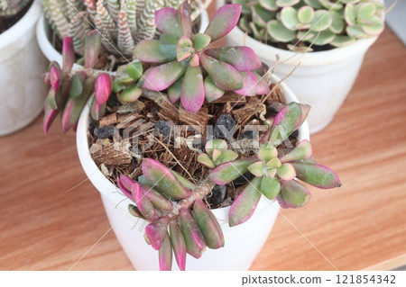 Anacampseros rufescens leaf plant on farm 121854342