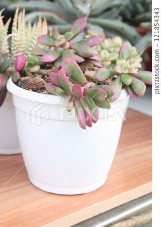 Anacampseros rufescens leaf plant on farm Anacampseros rufescens leaf plant on farm 121854343