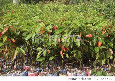 Avocado plant on nursery for sell 121854349