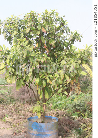 Baccaurea motleyana tree on farm Baccaurea motleyana tree on farm 121854351