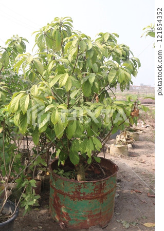 Baccaurea motleyana tree on farm 121854352