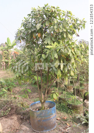 Baccaurea motleyana tree on farm Baccaurea motleyana tree on farm 121854353