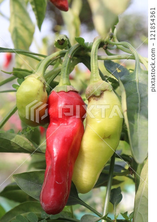 Banana pepper on tree in farm 121854361