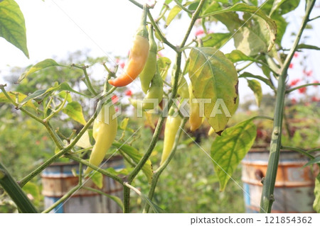 Banana pepper on tree in farm 121854362