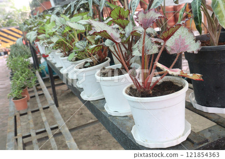 Begonia rex plant on nursery 121854363
