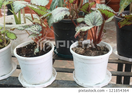 Begonia rex plant on nursery 121854364